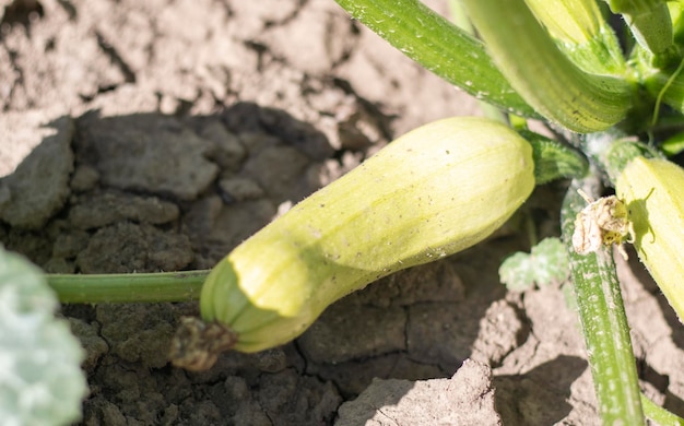 Zucchini plant with lot of fruits in a vegetable garden Fresh green zucchini grows in the garden