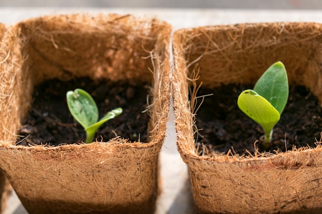 Zucchini seed which has sprout in biodagradable pot zero waste and plastic free