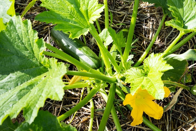 Zucchini stalk with a fruit and a flower growing in a permaculture garden on a ground covered with straw