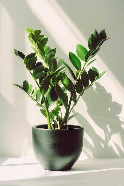 ZZ plant in a black pot