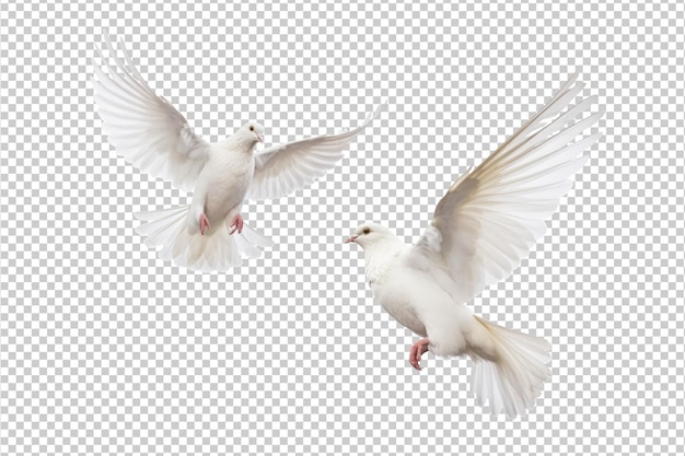 2 Dove Flying Isolated on Transparent Background