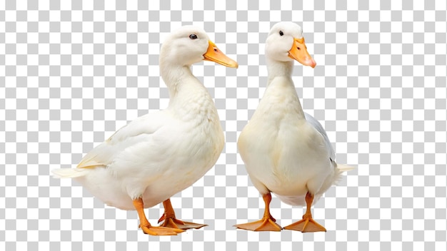 2 white ducks isolated on Transparent background National Mother Goose Day