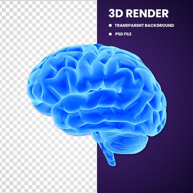 3D Brain Object