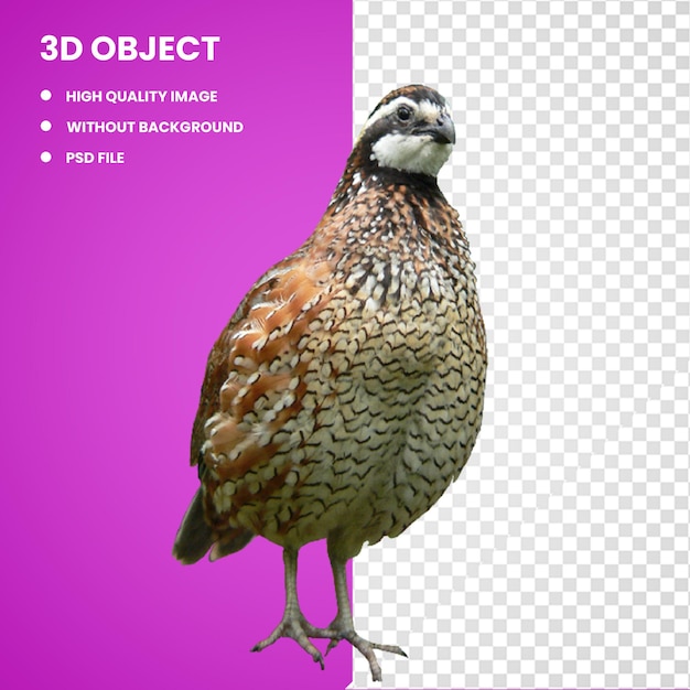 3d Common Quail Northern bobwhite Spot bellied bobwhite Crested bobwhite