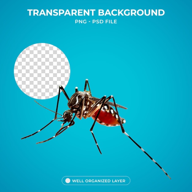 3d Dengue fever Mosquitoborne disease Virus