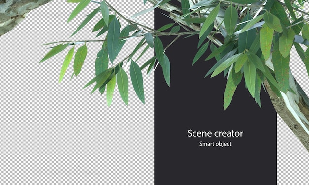 3d eucalyptus branch isolated tree branch clipping path