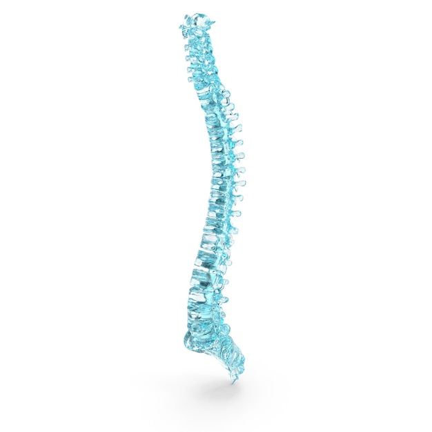 3D Glass Spinal Cord