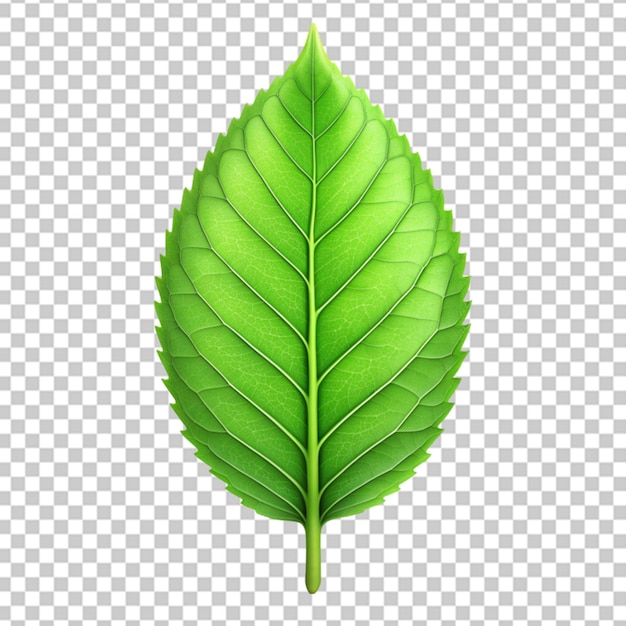 3d green leaf isolated on transparent background