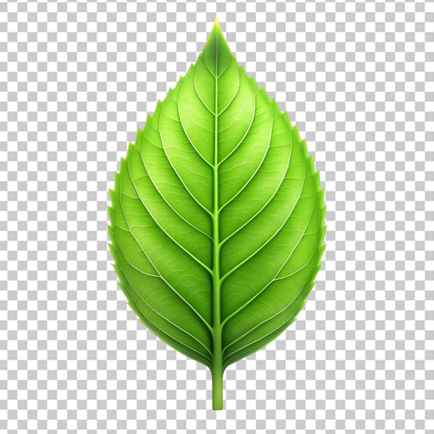 3d green leaf isolated on transparent background