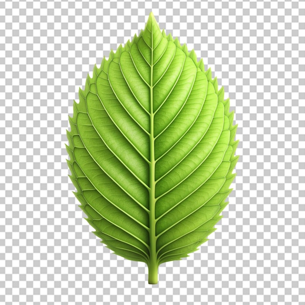 3d green leaf isolated on transparent background