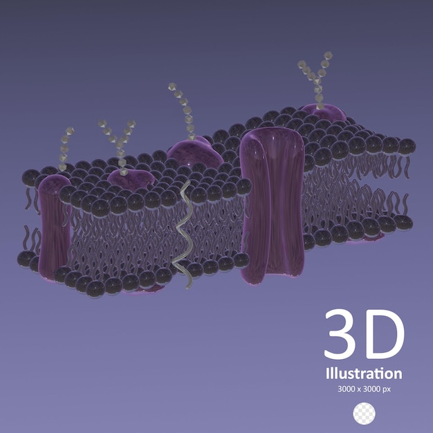 PSD 3d icon cytoplasmic membrane illustration