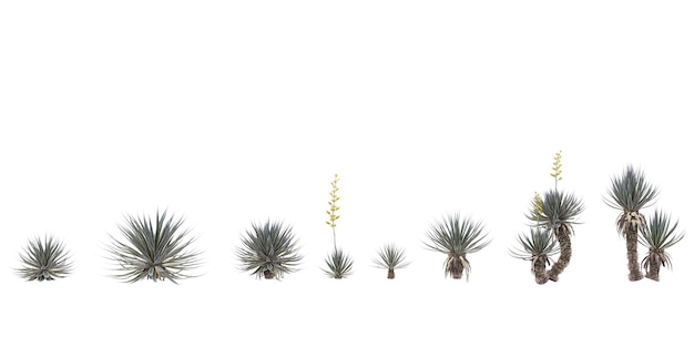 PSD 3d illustration of agave angustifolia marginata isolated on white background