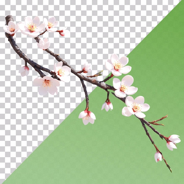 3d illustrations of a cherry blossoms branch isolated on transparent background