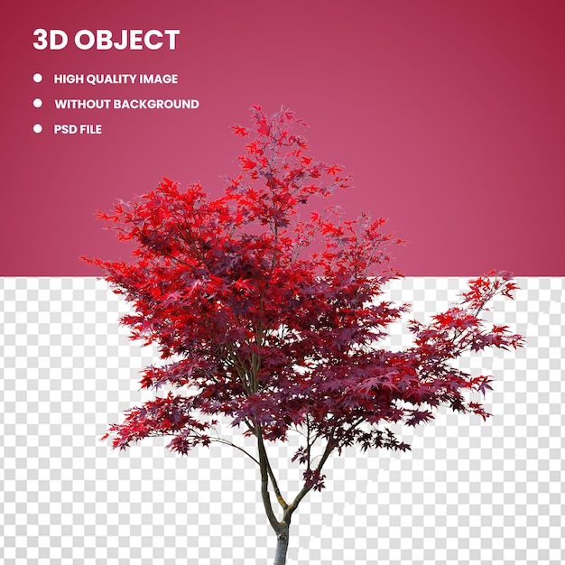 3d Japanese maple Red