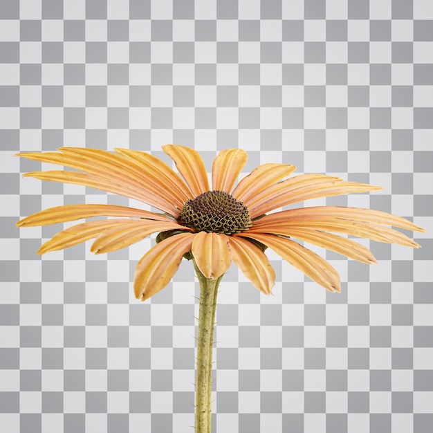 3d orange flower alpha background