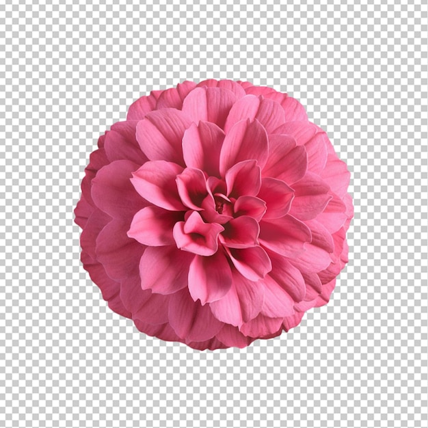 3d pink flower isolated on transparent background