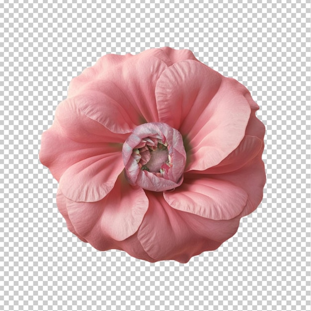 3d pink flower isolated on transparent background