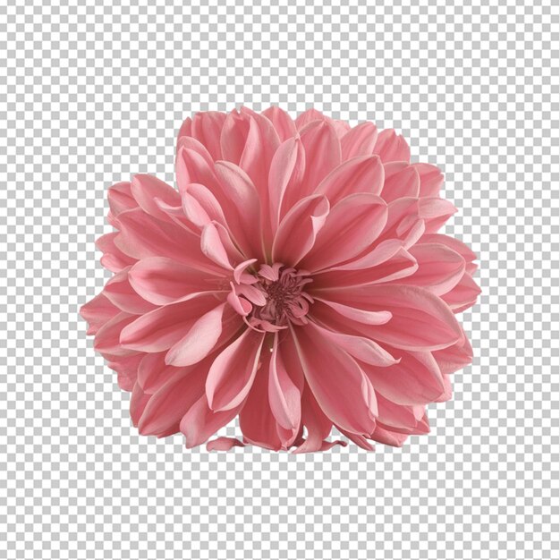 3d pink flower isolated on transparent background