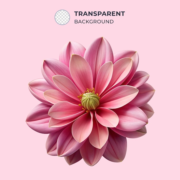 3D Pink flower with transparent background PSD