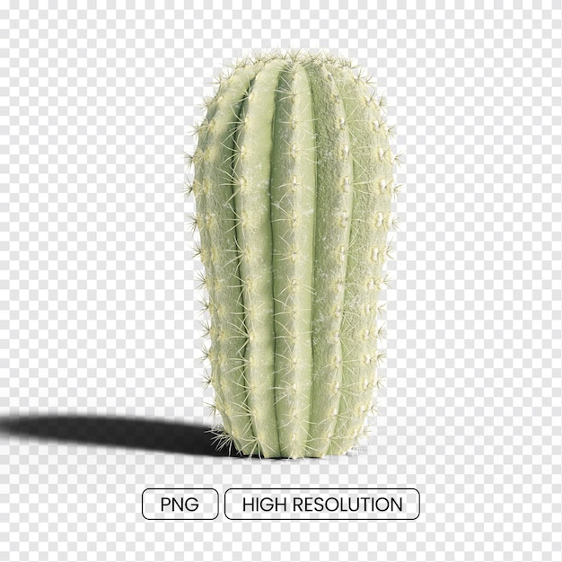 3d realistic cactus plant natural dessert transparent with shadow