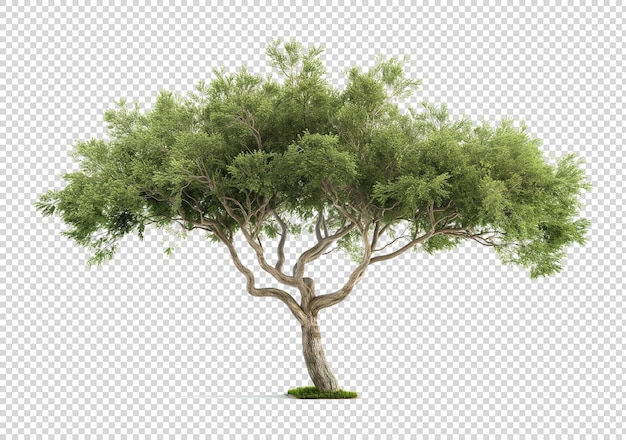 3d realistic green tree isolated on transparent background