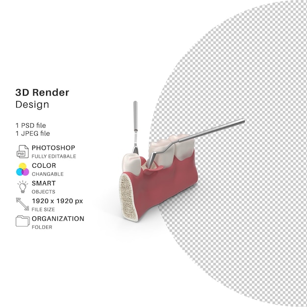 3D Realistic Tooth Canal Dental Operation Oral Operation