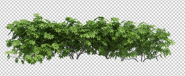 3d Render Brush Tree Isolated  on white