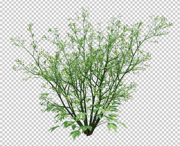 3d Render Brush Tree Isolated 