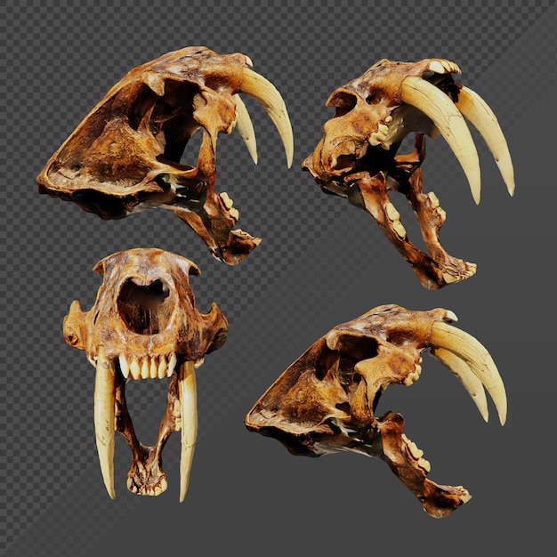 3d rendering of ancient saber tooth tiger animal bone fossil perspective view