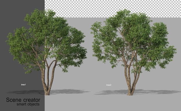 3D rendering of beautiful trees in various angles isolated