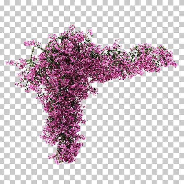 3d rendering of Bougainvillea