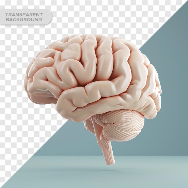 3d rendering of a brain with isolated background