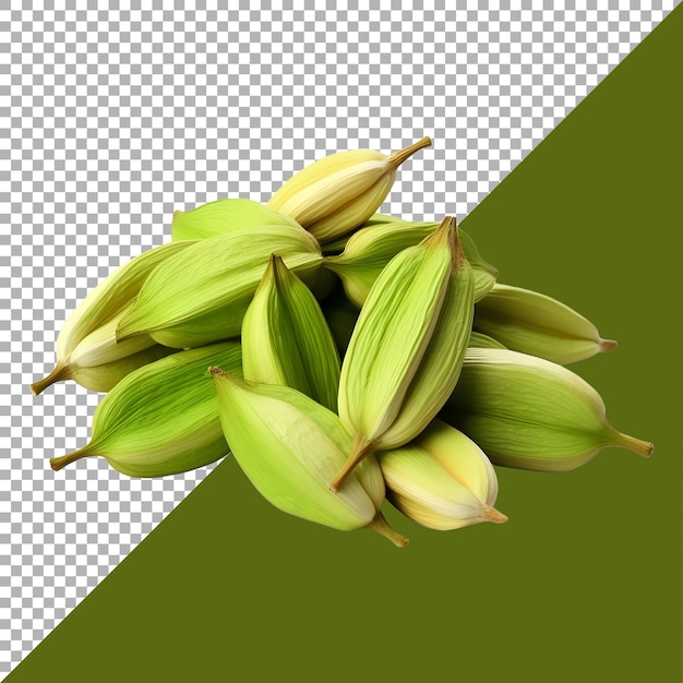 3D Rendering of a Cardamom on Transparent Background Ai Generated