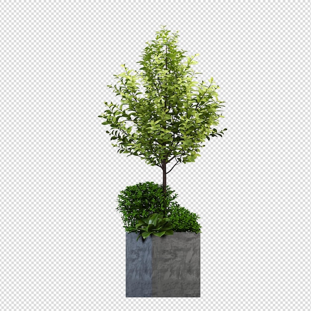 3d rendering of carrotwood trees