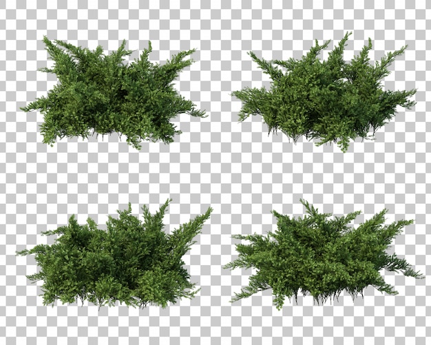 3d rendering of Creeping Juniper