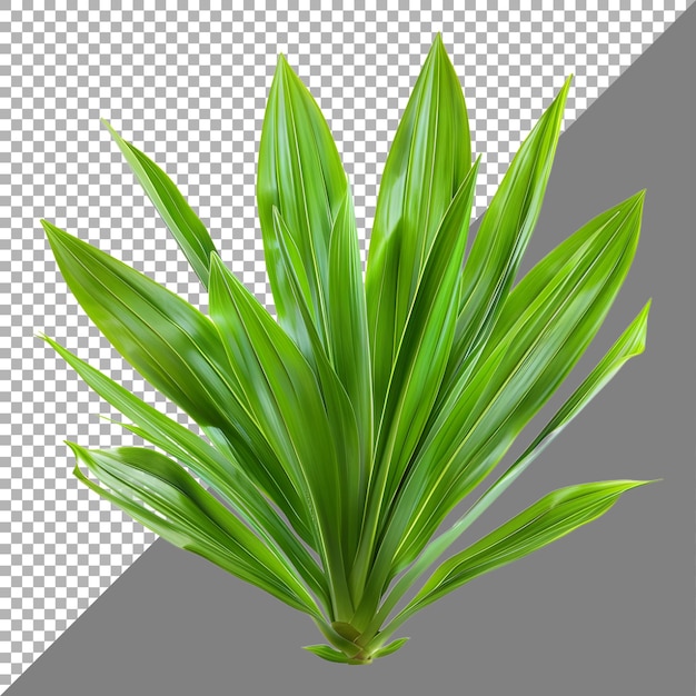 3D Rendering of a Dracaena Plant on Transparent Background Ai Generated