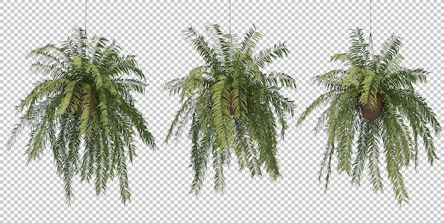 3d rendering of fern in hanging pot plants