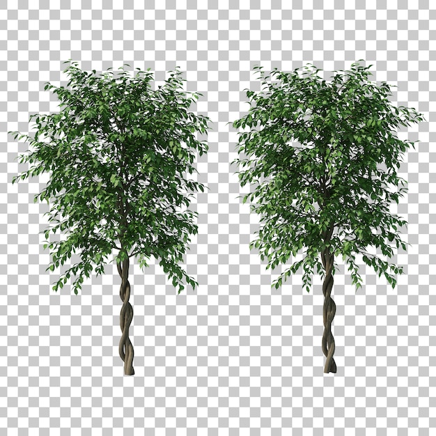 3d rendering of Ficus Benjamina