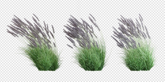 3d rendering of grass and shrub arrangements