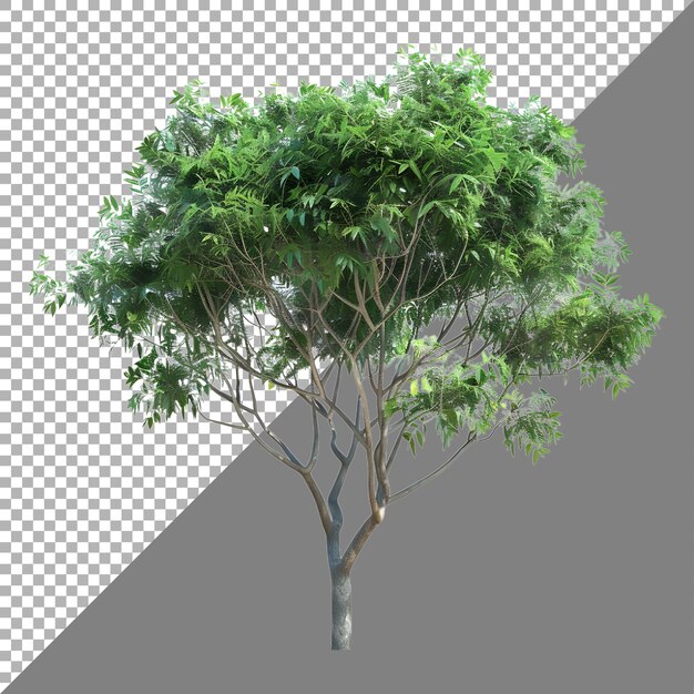 3D Rendering of a Green Tree on Transparent Background Ai Generated