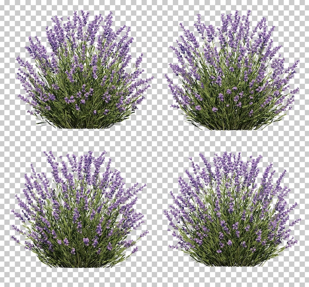 3d rendering of lavender tree collection