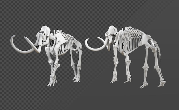 3d rendering of mammoth elephant skull fossil perspective view angl