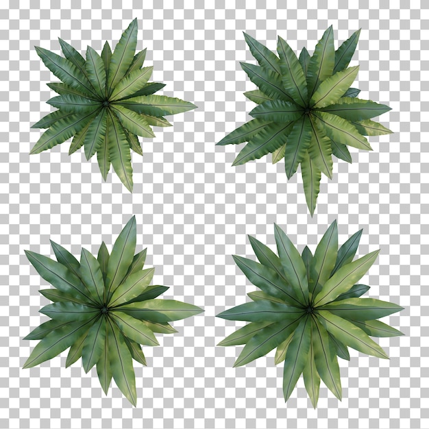 3d rendering of nest fern top view