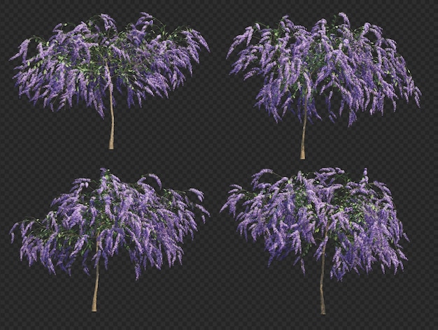 PSD 3d rendering of queen's wreath tree collection