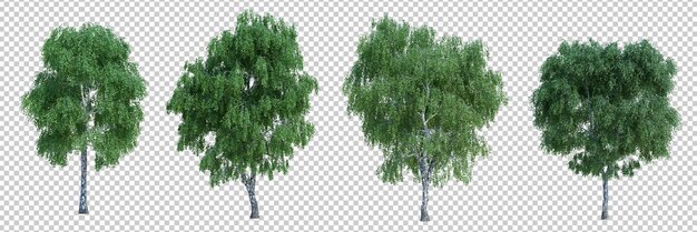 3d rendering tree isolated cut background