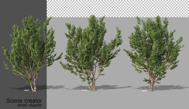 3D rendering of various tree types isolated