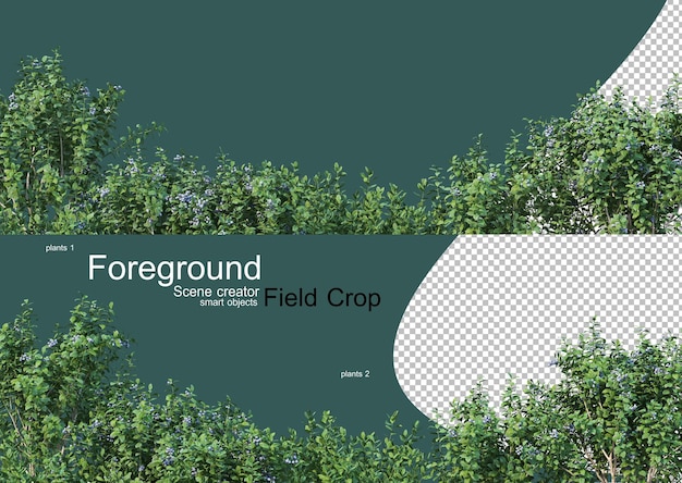 3D rendering of various types of agronomy