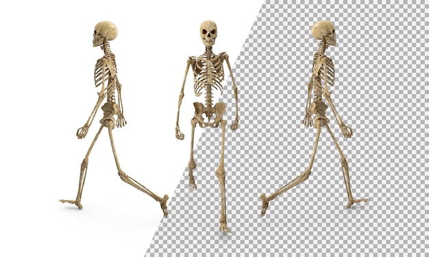 3D skeleton png