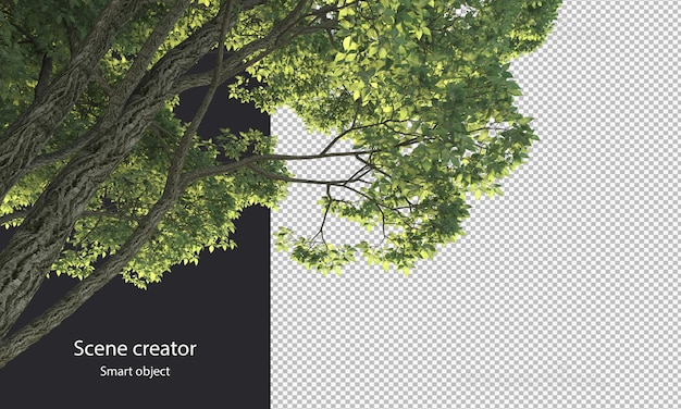 3d tree branch isolated tree branch clipping path