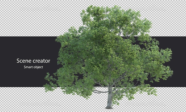 3d tree branch isolated tree branch clipping path